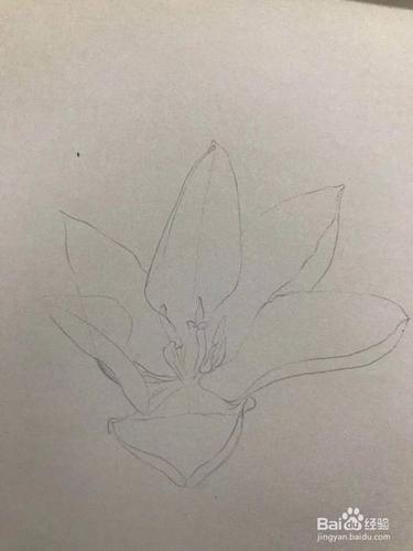 使用铅笔在纸张上勾画百合花的花瓣和花蕊