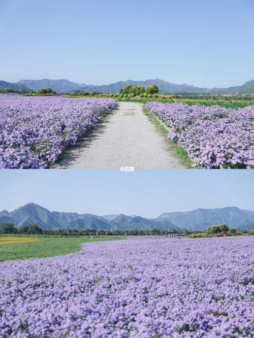 22)_北京赏花_景点_花海_昌平七孔桥花海攻略_赏花_客片_出行_人文