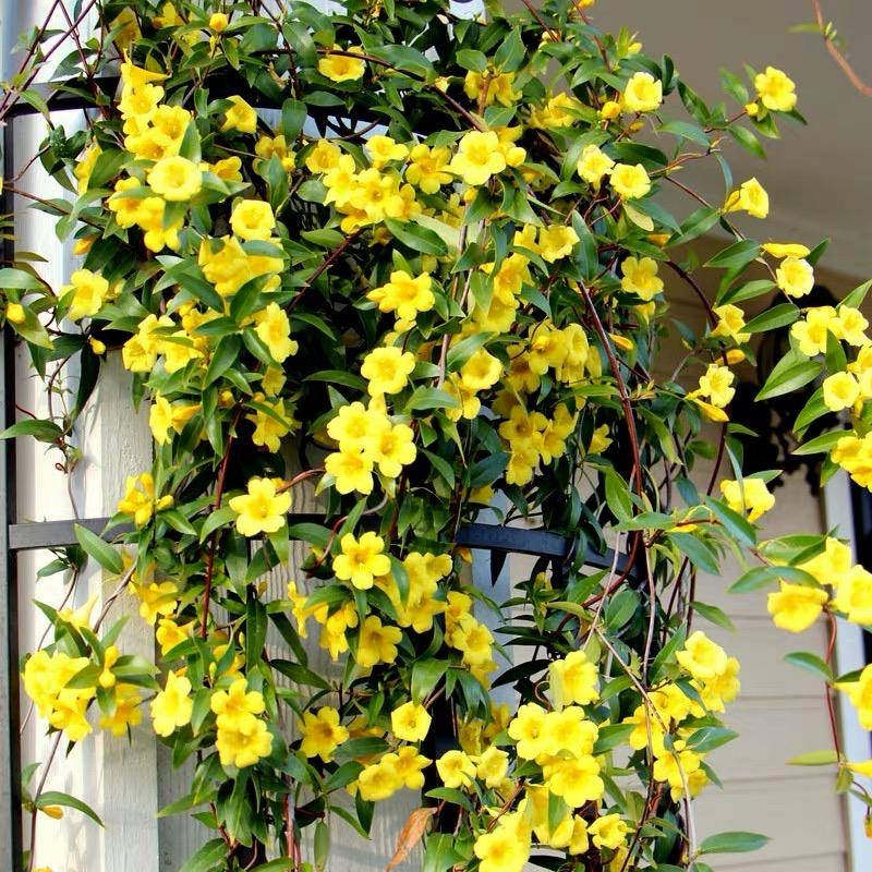 一折法国香水藤盆栽_法国香水藤茉莉爬藤植物带花浓香花卉盆栽花苗