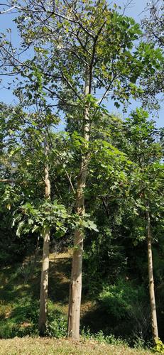 桐油树与桐油果