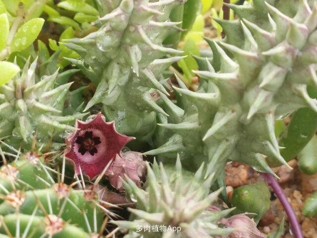 家有鲜肉 龙角开花啦