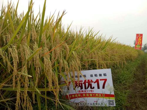 安徽袁粮种业《y两优17》你种倒;我发奖!购买电话:15137706336