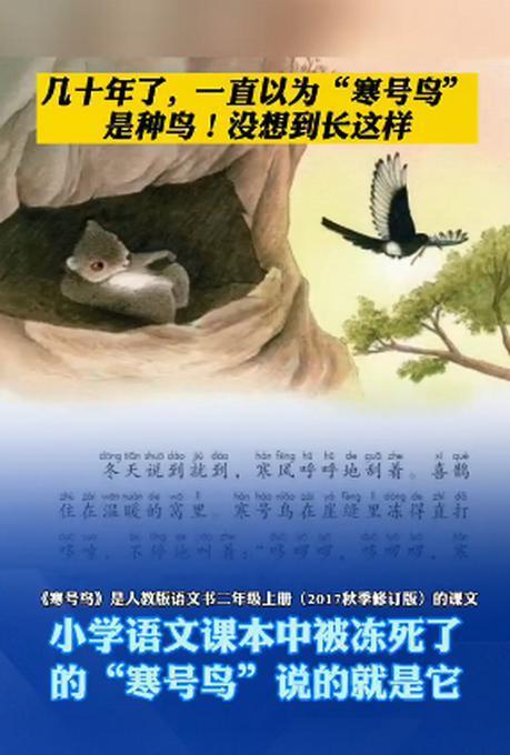 你以为寒号鸟是鸟的一种?它真的不是鸟!