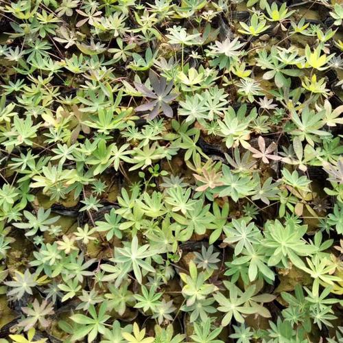 基地批发 家庭花园 用 羽扇豆花卉 羽扇豆小苗 观赏花