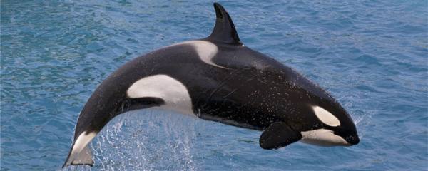 虎鲸需要睡觉吗,怎么睡觉