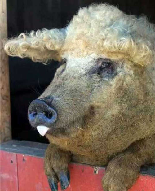 女大学生毕业后回家养卷毛猪,男友与她分手,现收入百万!