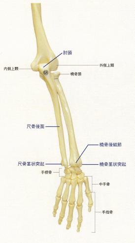 触诊-骨性标志点45-尺骨茎突