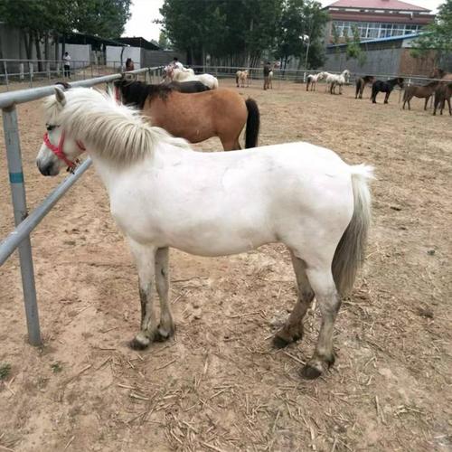 矮马宠物活体小矮马幼崽成年矮脚马哪里出售 矮马活物