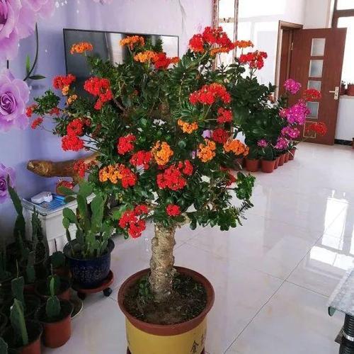 嫁接达人,玉树嫁接长寿上,花友直呼内行!