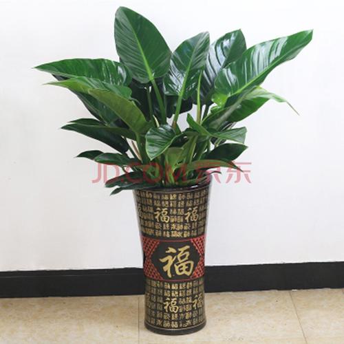 大绿植盆栽 发财树散尾葵天堂鸟大叶绿萝金钱树平安树