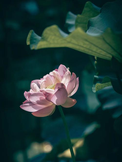 岁月静好,荷荷美美,好事莲莲.