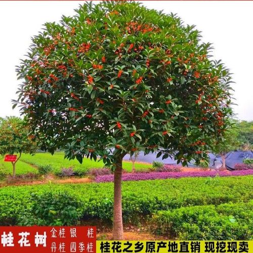 倾晨 丹桂红桂花状元红朱砂金桂四季桂苗大树庭院盆栽