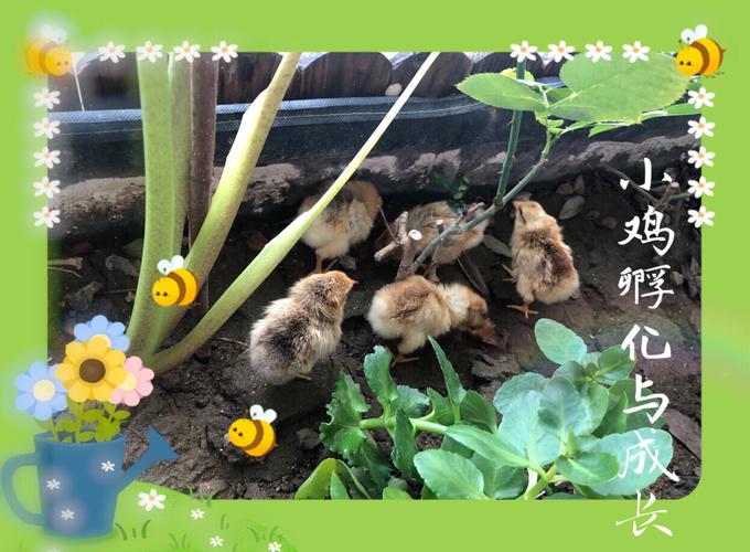 记小鸡孵化过程及成长