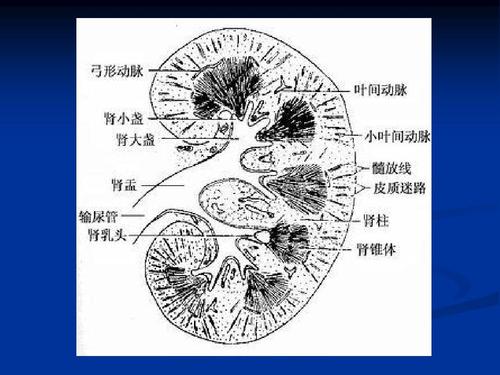 肾的解剖ppt
