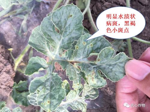 耀嫁西瓜蔓枯病药效回访