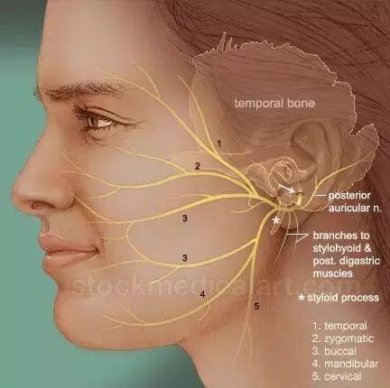 解剖系统面神经的解剖知识总结面神经舌下腺解剖