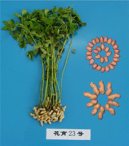 首页 品种名称: 花育23号 持 有 人: 山东省花生