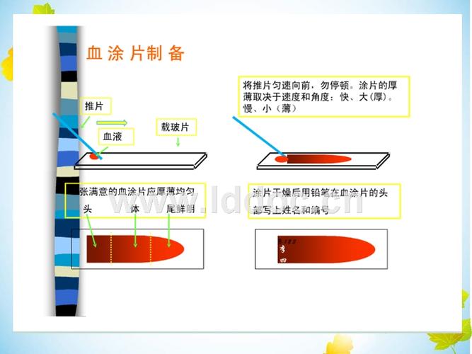 血涂片制作与染色.ppt