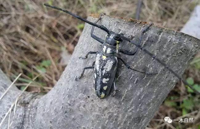 天牛外,还有光肩星天牛,桃红颈天牛,白筋天牛,红缘天牛,云斑白条天牛
