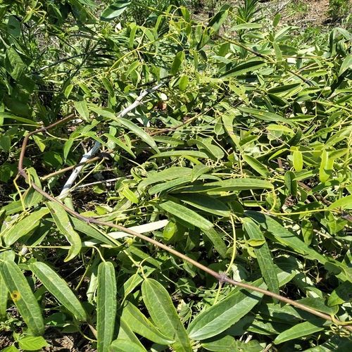 500g 威灵仙中要材优质野生威灵仙根草粉灵仙铁扫帚铁线莲老虎须