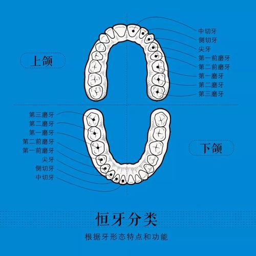 拔牙正畸必看 // 你不理解的拔牙小知识都在这里