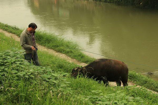 第二天早上那个放牛的小伙子突然生病了,人一直迷迷糊糊的,口里叫着"
