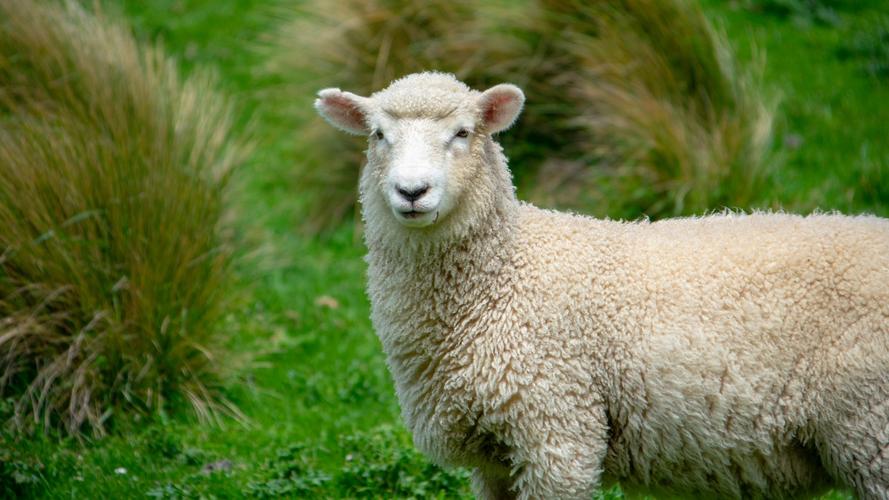 可爱的绵羊图片大全(3/12)