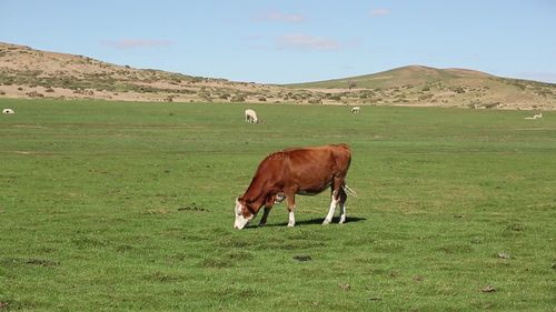 草原牛8_1920x1080_高清视频素材下载(编号:2660385)_实拍视频_vj师网