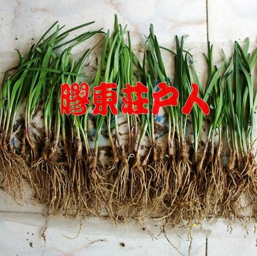 韭菜根盆栽