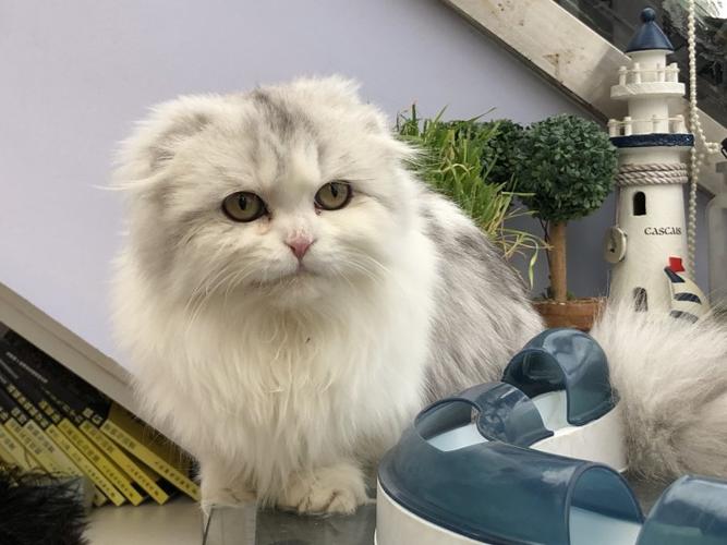 李喜猫