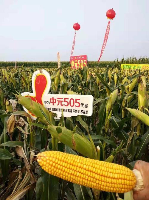 中地集团中元种业~中元505