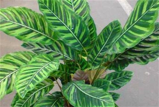 二,双线竹芋的病害防治方法