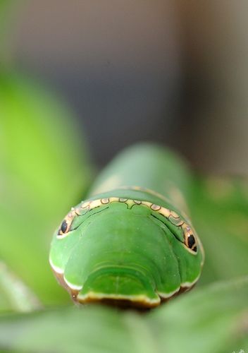  p>柑桔凤蝶,别名橘黄凤蝶,凤蝶,花椒凤蝶,燕凤蝶,凤子蝶,橘凤蝶.