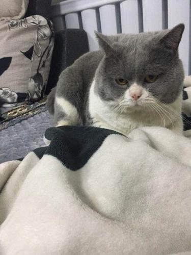 供求 出售                       纯种英短蓝猫双色借配,品相好,包子