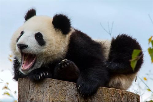 大熊猫叫声中隐藏的个体身份和性别线索