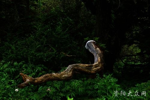 这是小蛇出洞.
