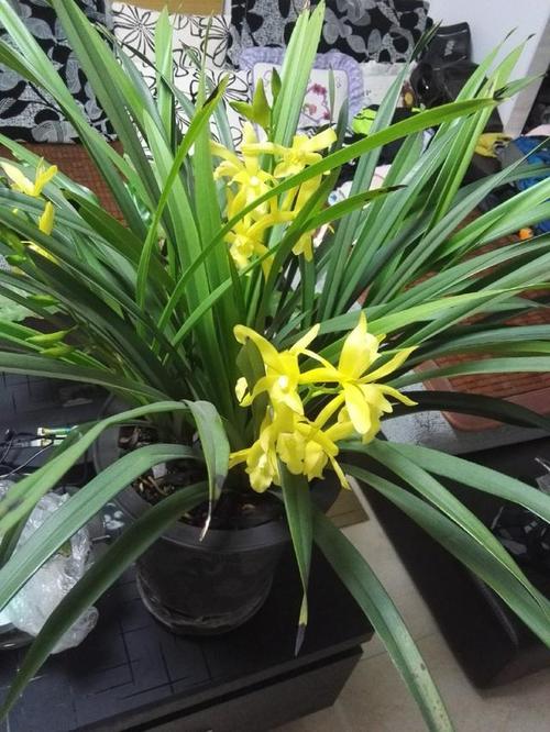 最清香的"兰花",适合现在养,一年多次开花,满屋都是