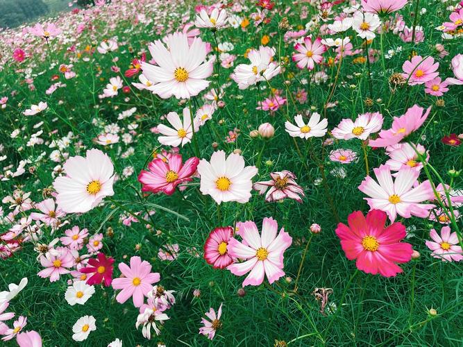 有人懂格桑花的花语吗