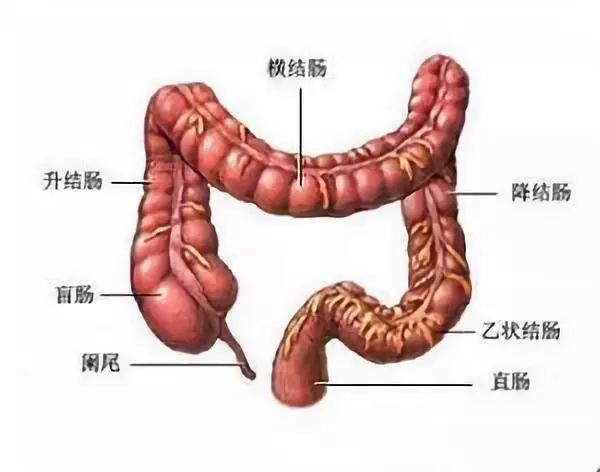 医识一文解析直结肠内窥镜检查