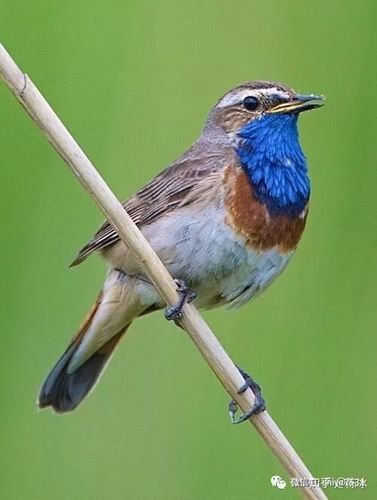 鸟中君子| 色艺双绝蓝靛颏