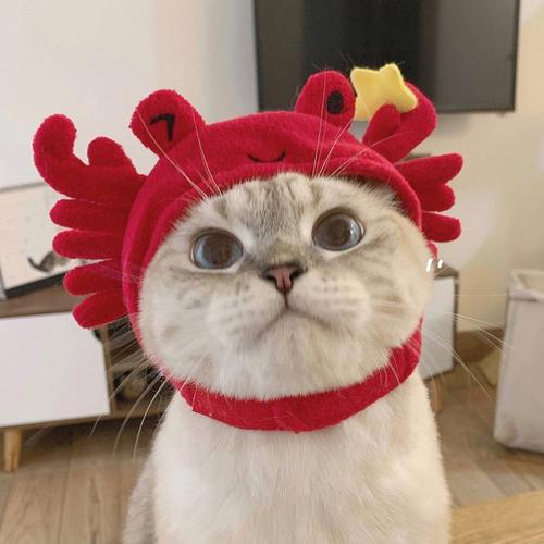 求猫猫头像祝大家新年快乐