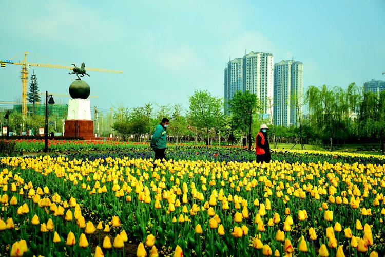 开源公园郁金香