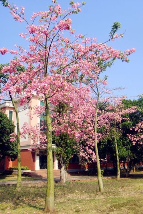 美丽异木棉--美人树