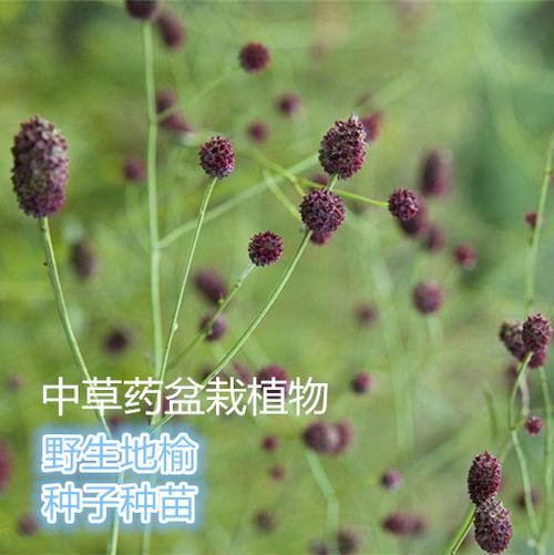 野生地榆东北黄瓜香中草药植物种子野菜盆栽四季易活种苗种根包邮