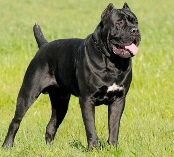 卡斯罗犬,猛犬界的大佬,有着全球"第一保镖犬"的殊荣