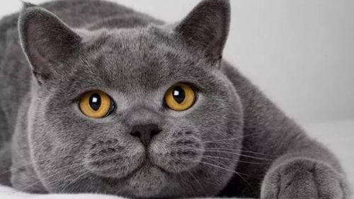 什么品种的猫适合家养宠物猫?