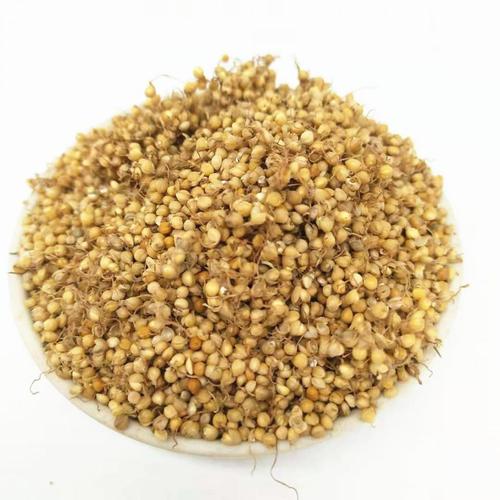 谷芽500克 小米芽