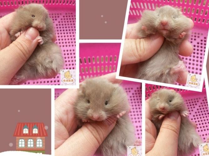 好货如云 宠物/宠物食品及用品  仓鼠品种:金丝熊 动物性别:公 用户