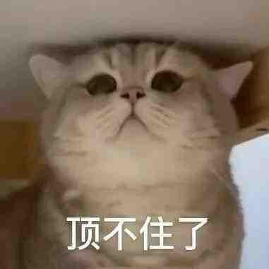 猫猫可爱表情包