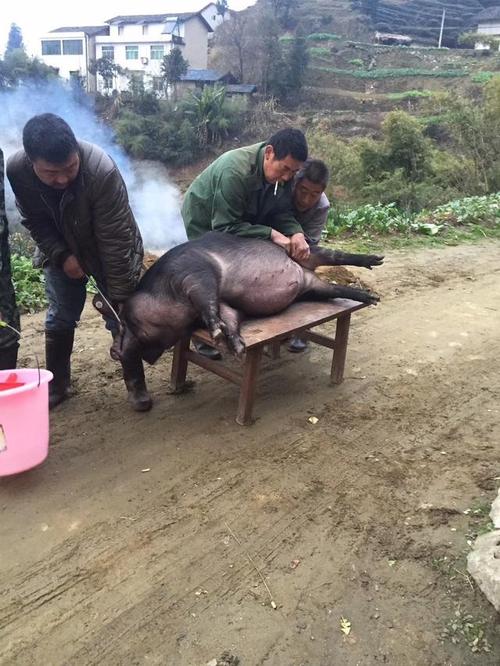 在农村杀猪这门职业利润怎么样?让小刘哥来告诉你,原来是这样的